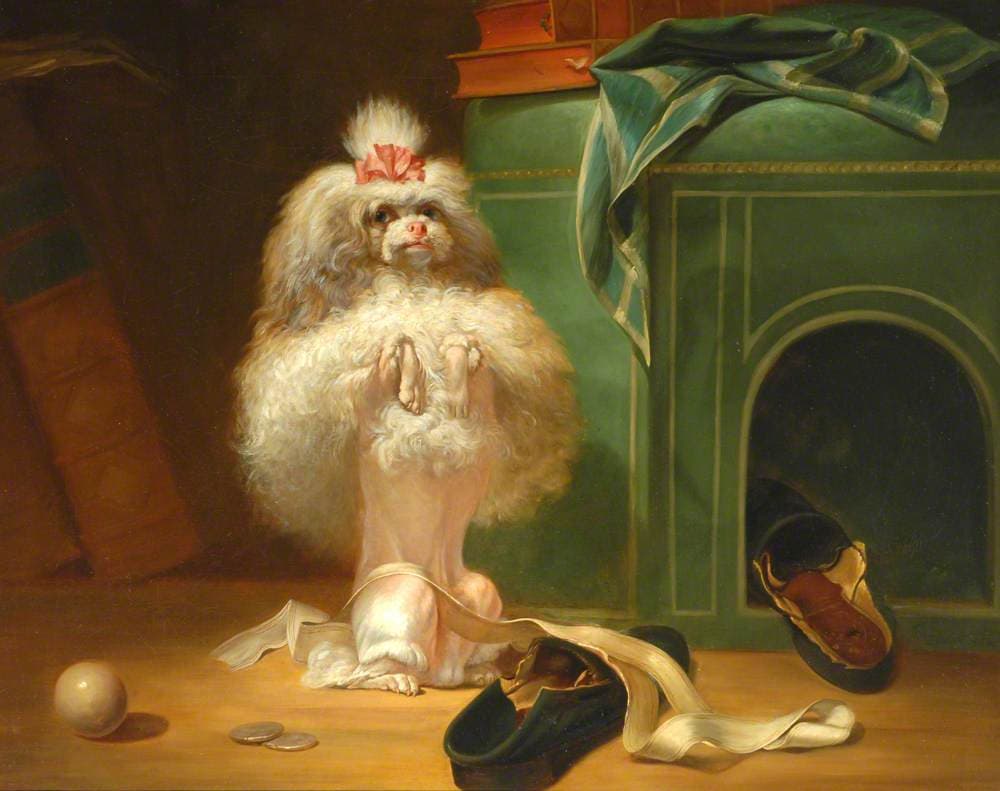 Pet Portrait